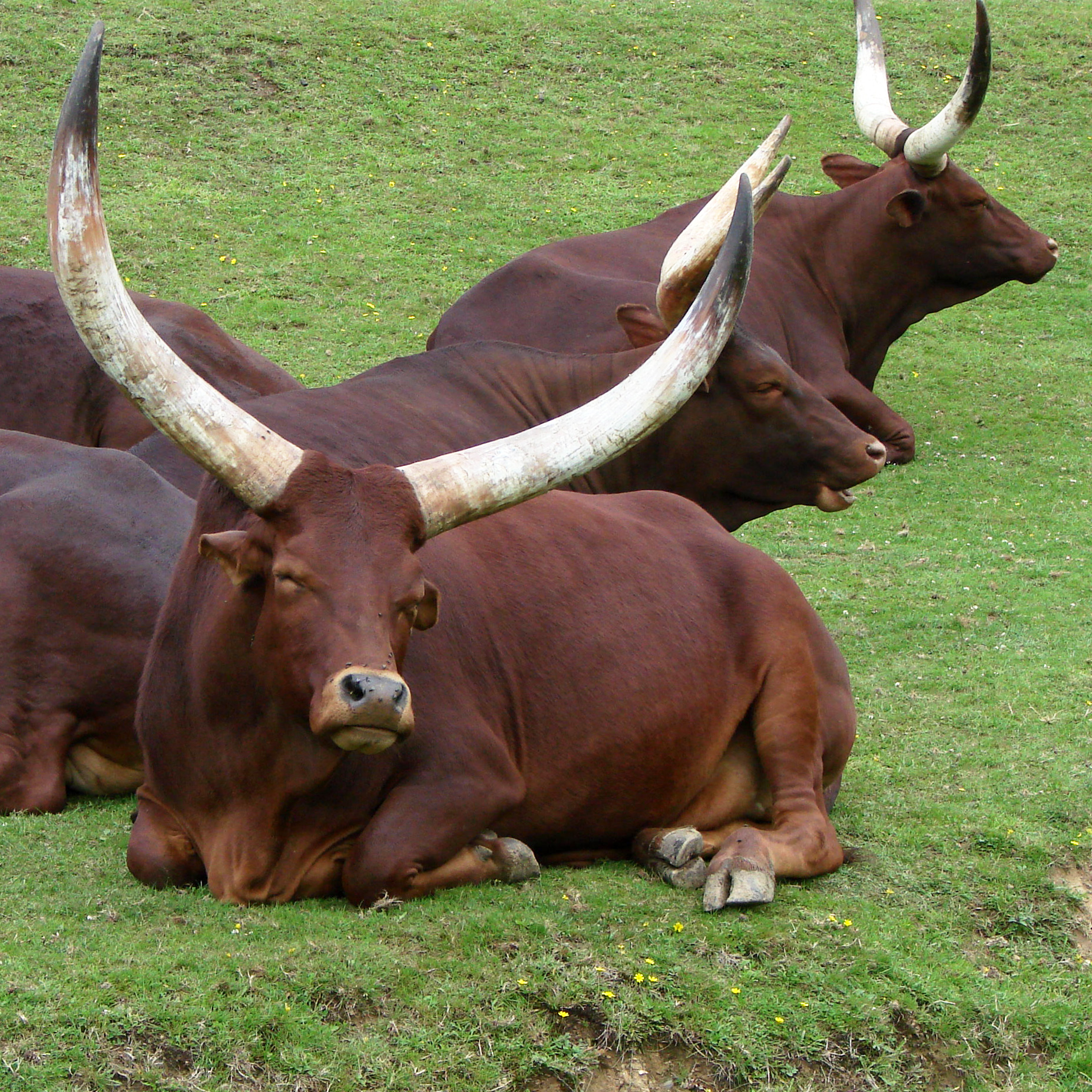 Ankole Cattle