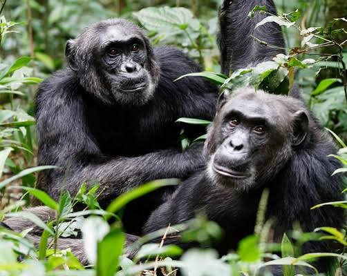 Chimpanzee Trekking Mbarara