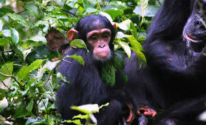Chimpanzee Safari Mbarara 