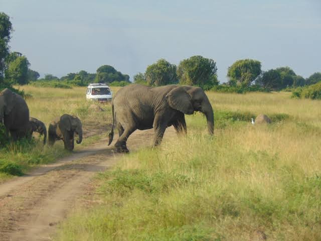 Queen Safari from Mbarara 