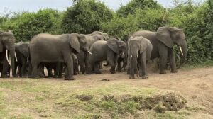 Queen Elizabeth safari