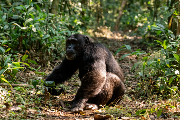 1 Day Chimpanzee Trek from Mbarara