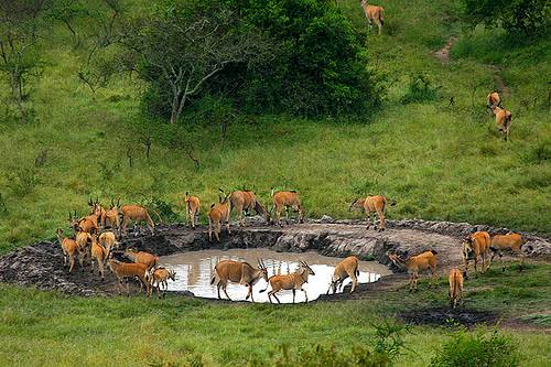Lake Mburo Antelopes