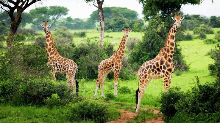 Lake Mburo Giraffe safari
