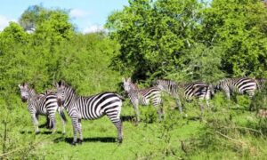 Lake Mburo zebra Safari