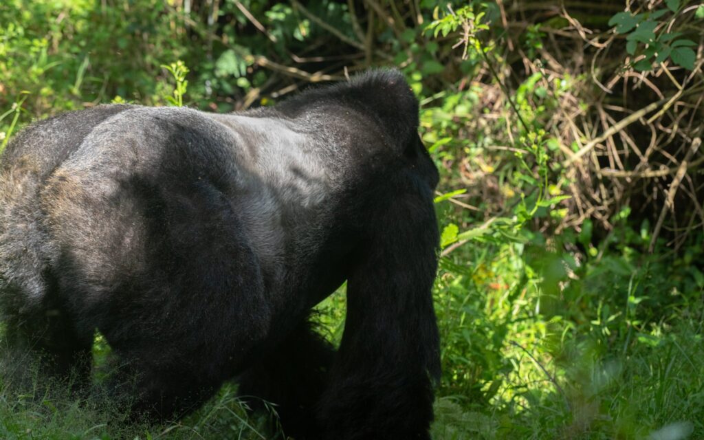 Mbarara Gorilla Trekking