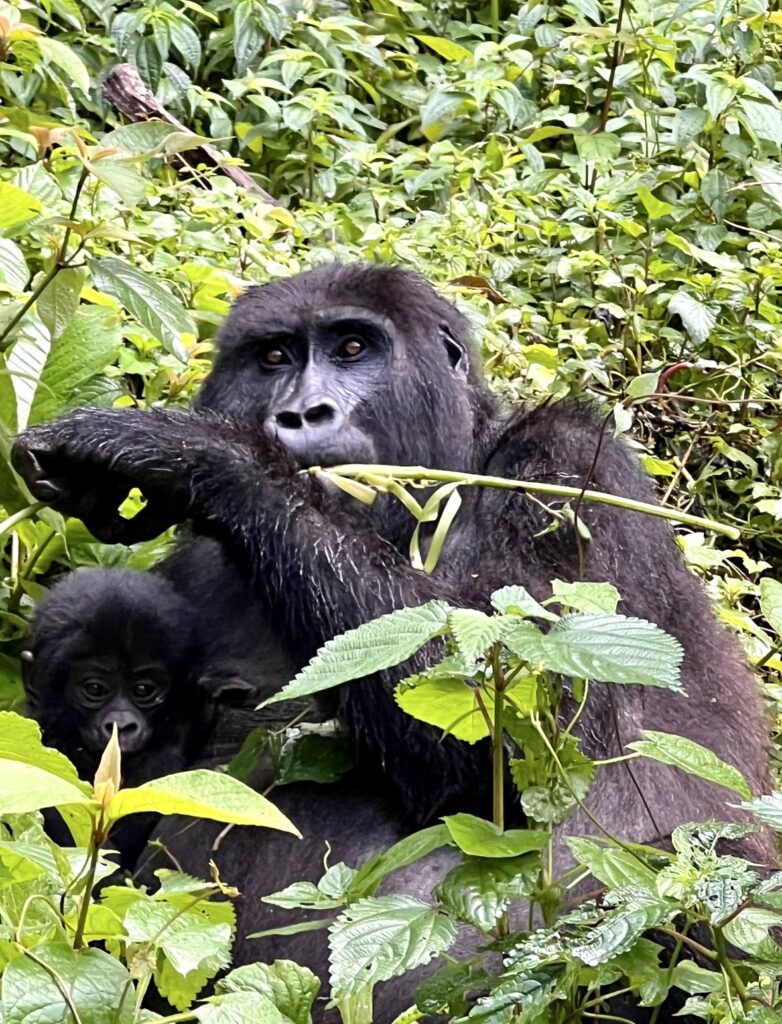 Gorillas from Mbarara