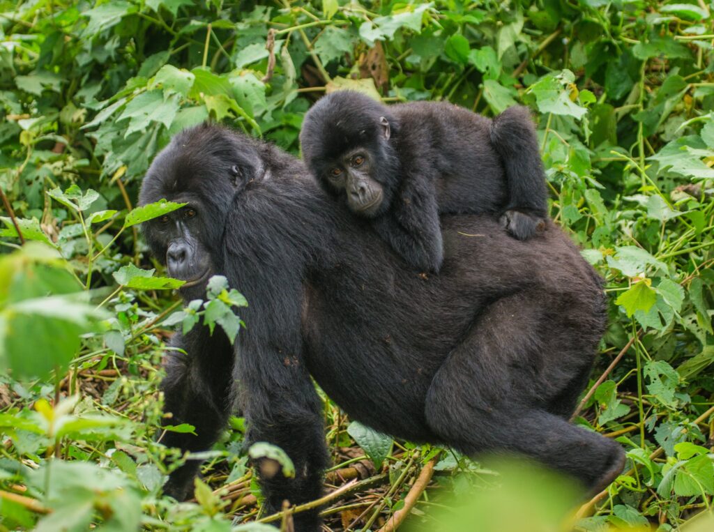 Mbarara Gorilla Safari