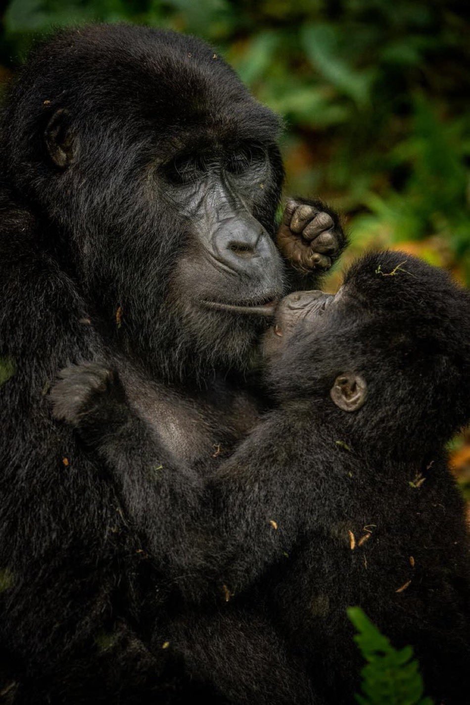 Gorilla Trekking from Mbarara